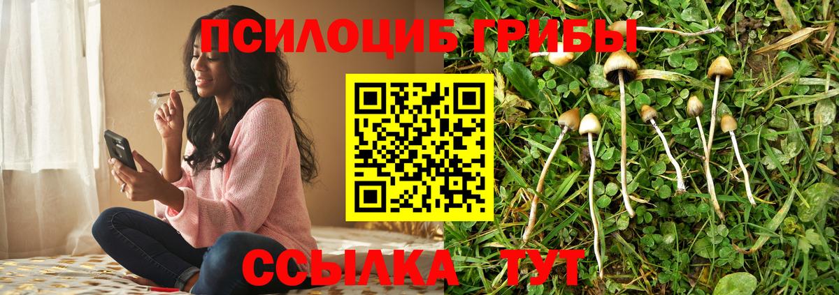 Псилоцибиновые грибы Cubensis Саратов